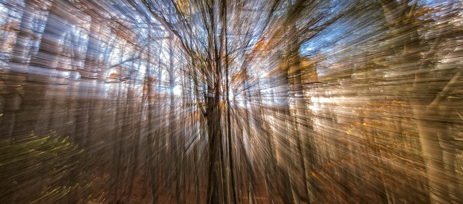 Fallo del Concurso de Fotografía El Otoño Confinado 