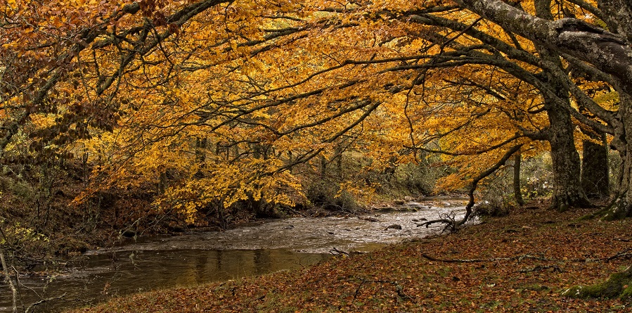 Concurso de fotografía “El otoño confinado”