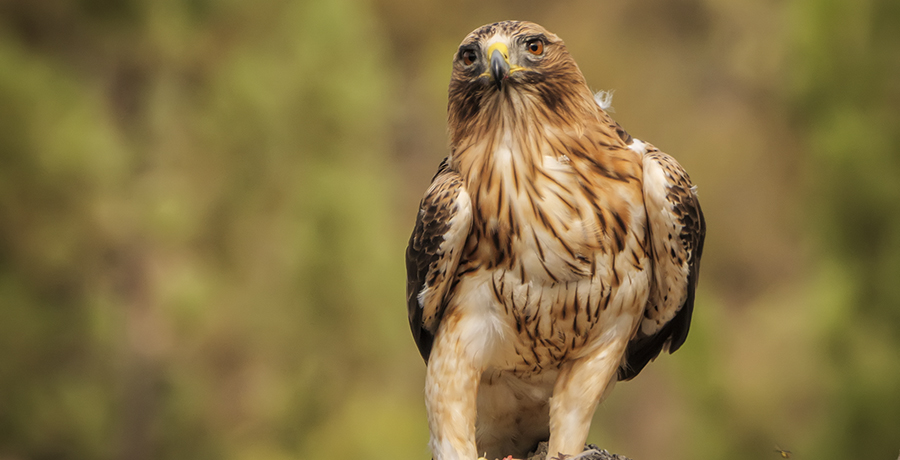 Rapaces de la Dehesa Taller de Fotografía  en el Geoparque de las Villuercas Ibores Jara