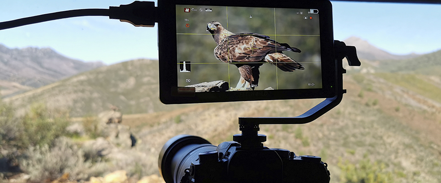 Rapaces de la Dehesa Taller de Fotografía  en el Geoparque de las Villuercas Ibores Jara