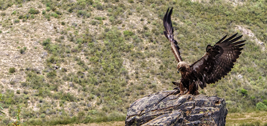 Rapaces de la Dehesa Taller de Fotografía  en el Geoparque de las Villuercas Ibores Jara