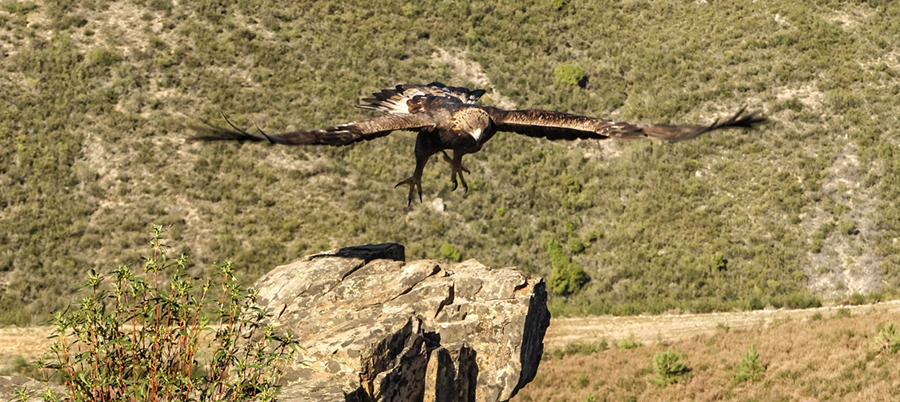 Rapaces de la Dehesa