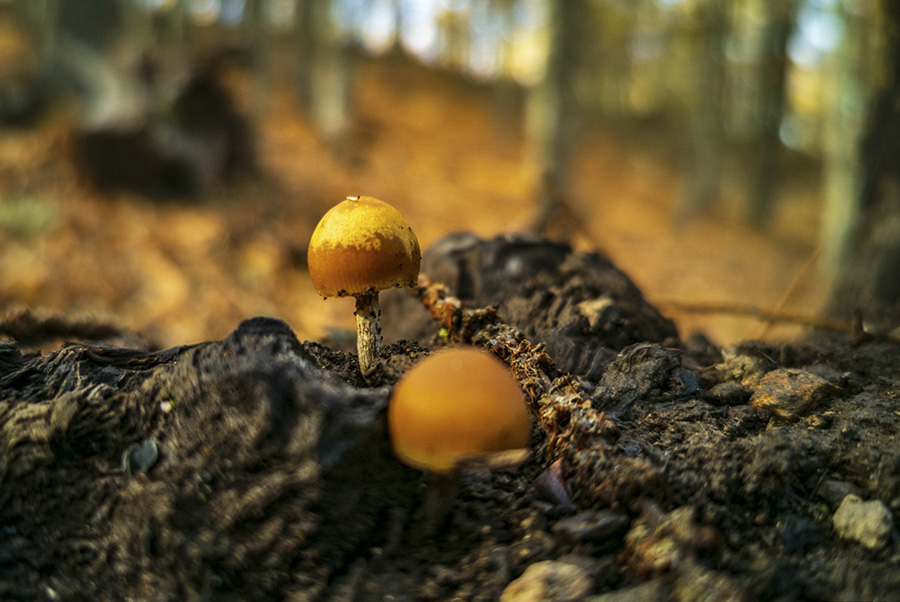 Taller de Fotografía de Naturaleza y Paisajes de otoño