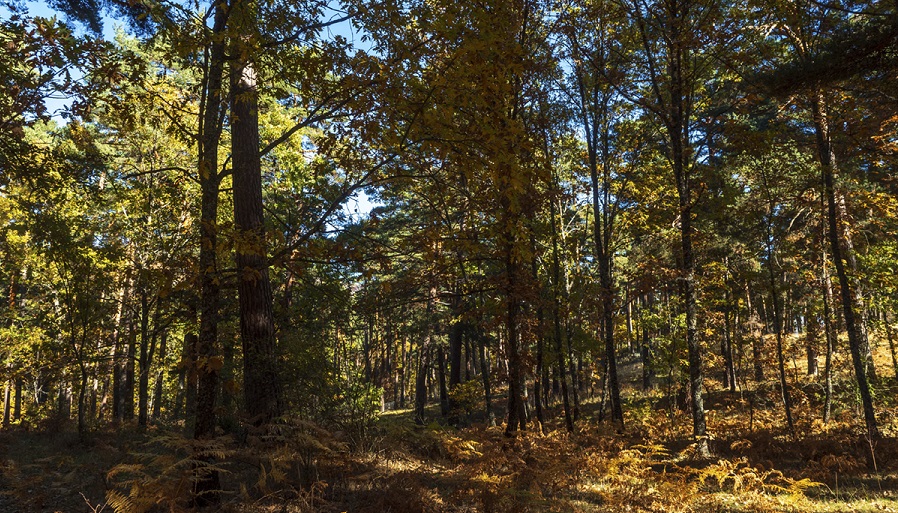 Taller de Fotografía de Naturaleza y paisajes nocturnos en la Sierra de Gredos Marzo 2019