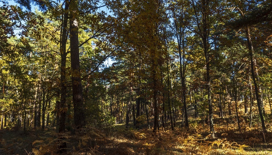 Taller de Fotografía de Otoño,  Naturaleza y paisajes en la Sierra de Gredos