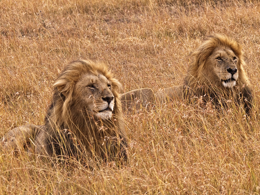 Expedición Simba, Taller-Safari de fotografía en Tanzania