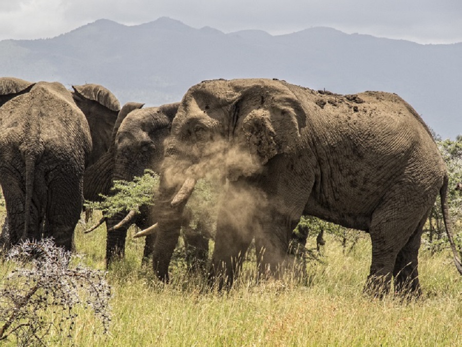 Expedición Simba, Taller-Safari de fotografía en Tanzania